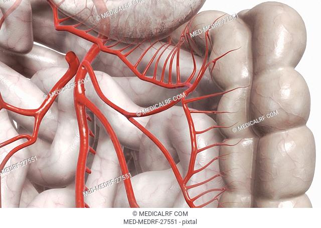 Mesenteric arteries