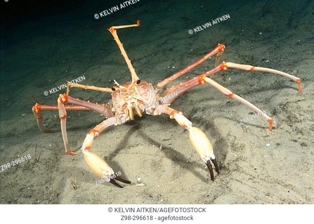 Deepwater spider crab (Macropodia rostrata)