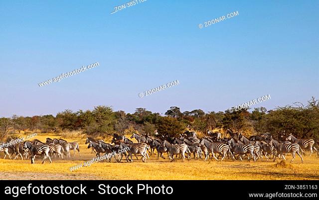 Zebra-Migration im Makgadikgadi Pans National Park, Botswana; zebras at Makgadikgadi Pans National Park, Botsuana, plains zebras, Equus quagga