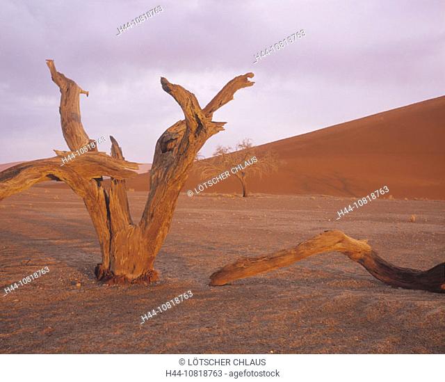 dead acacia tree, tree, gnarled, sand dune 45, Naimb Naukluft, national park, desert, mood, scenery, landscape, Africa