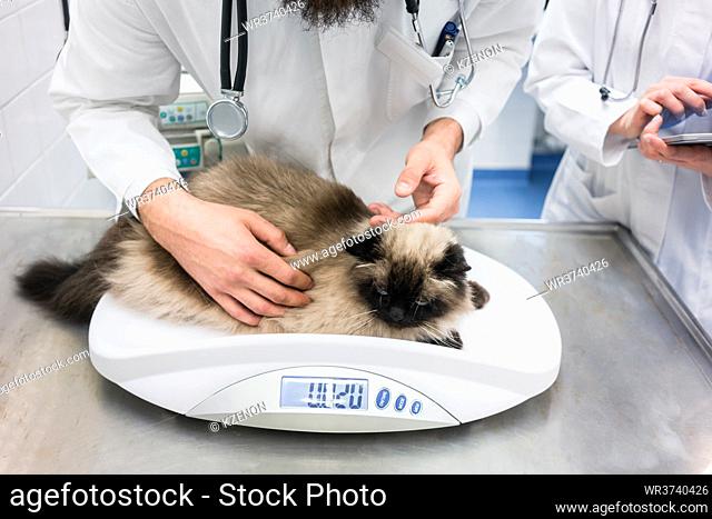 Vet putting cat on scale to measure her weights in doctors examination