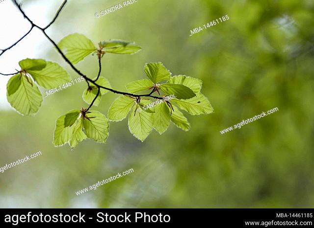 fresh light green leaves of copper beech in spring, Pfälzerwald Nature Park, Pfälzerwald-Nordvogesen Biosphere Reserve, Germany, Rhineland-Palatinate