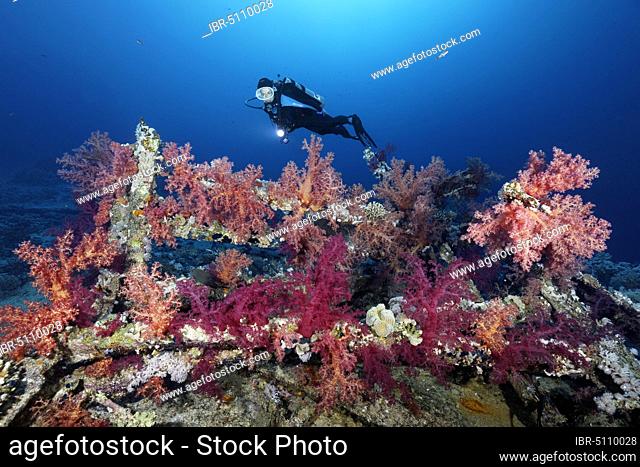 Diver views shipwreck Yolanda overgrown with Klunzinger's Soft Corals (Dendronephthya klunzingeri), Yolanda Reef, Ras Muhammed, Sharm el Scheikh