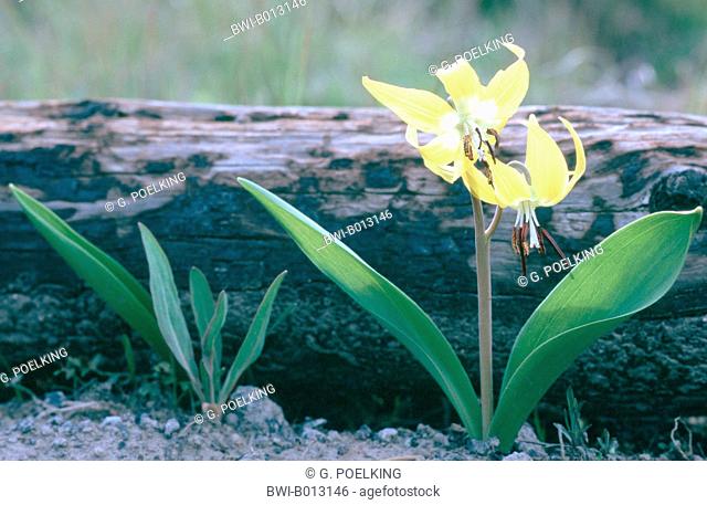 yellow glacier lily (Erythronium grandiflorum), USA, Wyoming, Yellowstone National Park