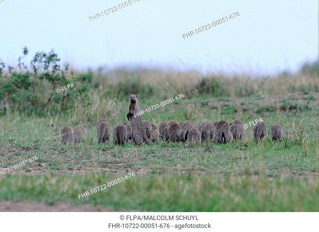 Banded Mongoose Mungos mungo large family group, running through grass, one adult standing on hind legs looking back, Masai Mara, Kenya