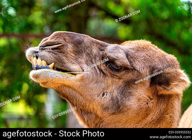 Dromedary, Camelus dromedarius in Jerez de la Frontera, Andalusia in Spain