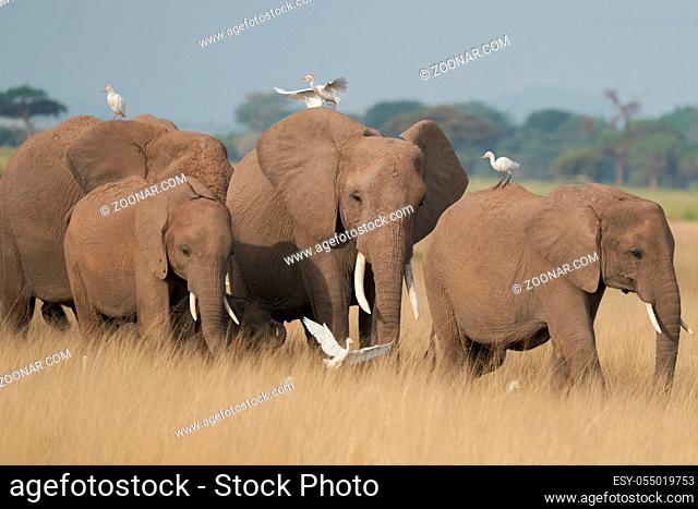 A ig Elephant Group Amboseli - Big Five Safari -withe heron on Savanna African bush elephant Loxodonta africana