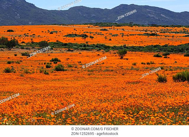 Frühlingsblumenfelder in der Skilpad Nature Reserve bei Kamieskroon, Namaqualand, Südafrika / Carpet of spring flowers in Skilpad Nature Reserve near...