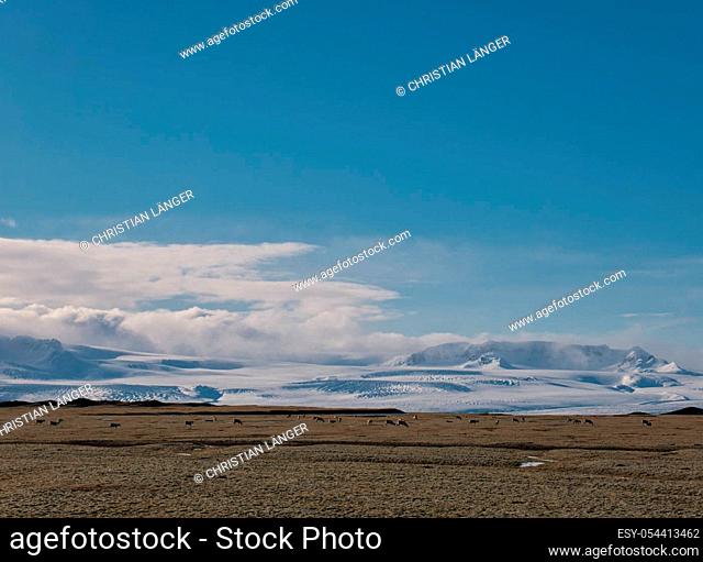 Reindeer in Iceland on a meadow in front of the snowy mountains