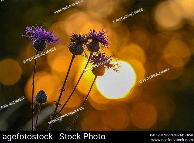 05 July 2023, Brandenburg, Mallnow: A scabious knapweed stands blooming in the sunset on a meadow at the edge of the Oderbruch