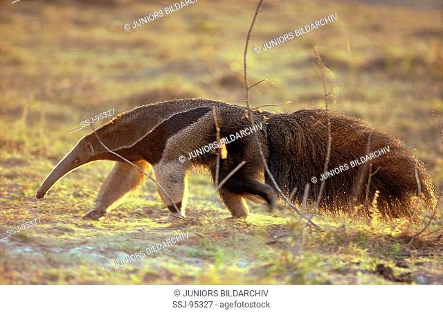 Myrmecophaga tridactyla / giant anteater