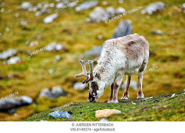 Svalbard reindeer (Rangifer tarandus platyrhynchus), Svalbard or Spitsbergen, Europe - , Svalbard, 27/06/2018