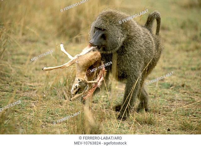 Anubis / Olive / Savanna Baboon - Killing young Thomson's Gazelle (Papio anubis)