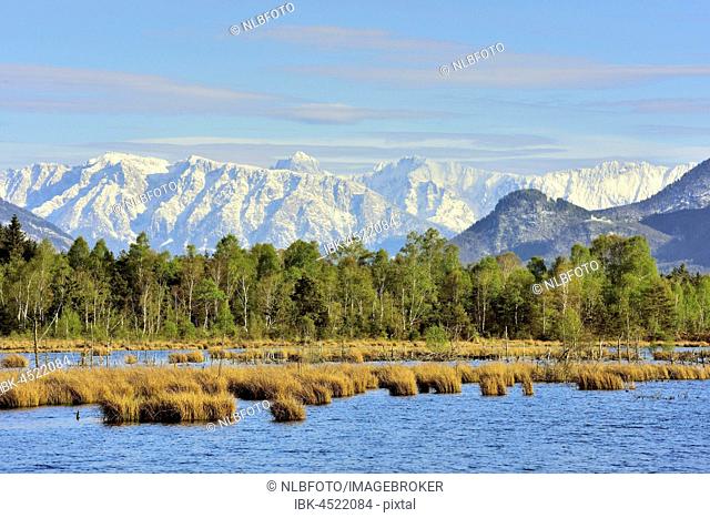 Wet peat ditch with common club-rush (Schoenoplectus lacustris), at back snowy Kaisergebirge, Nicklheim, Alpine Foothills, Bavaria, Germany