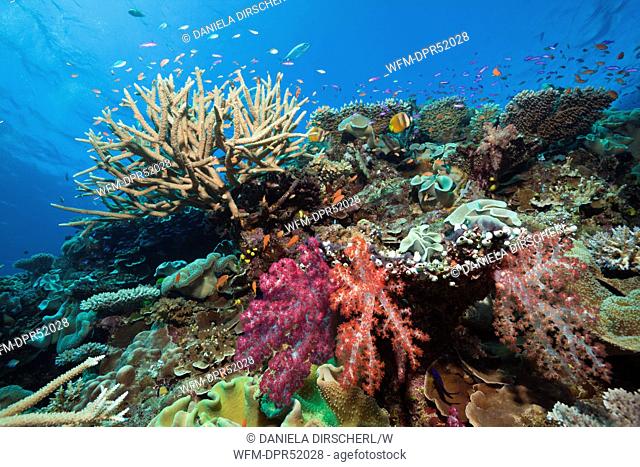 Coral Reef, Wakaya, Lomaiviti, Fiji
