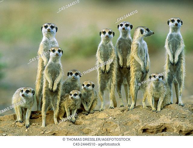 Suricate (Suricata suricatta) - Adults with young on the lookout at the edge of their burrow. Kalahari Desert, Namibia