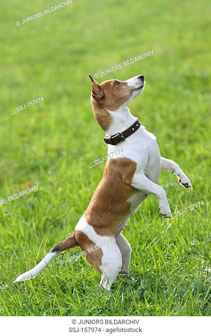 Jack Russell Terrier dog - begging