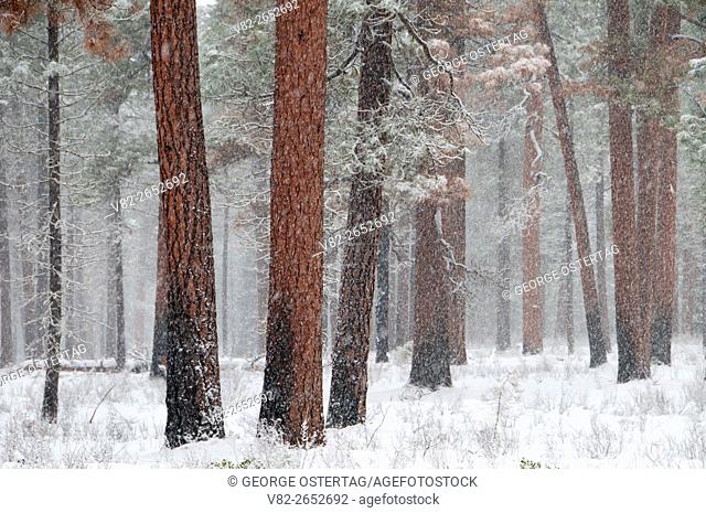 Ponderosa pine (Pinus ponderosa), Metolius Wild and Scenic River, Deschutes National Forest, Oregon