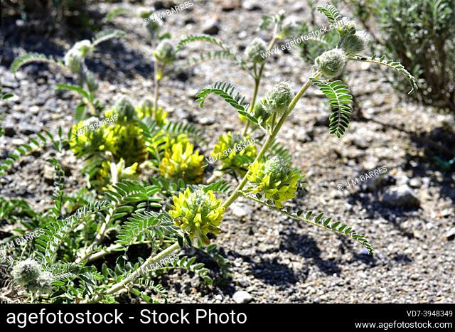 Astrgalo florido or astragalo de Narbona (Astragalus alopecuroides) is a herbaceous plant native to northwestern Africa, southeastern Spain and mediterranean...
