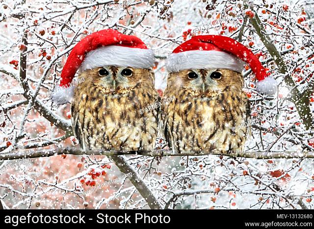 Tawny Owl, pair perched on branch with Christmas hats in winter snow