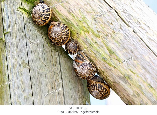 brown garden snail, brown gardensnail, common garden snail, European brown snail (Helix aspersa, Cornu aspersum, Cryptomphalus aspersus), five snail shells