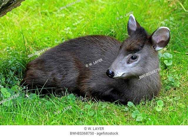 Tufted deer (Elaphodus cephalophus), young animal lying in a meadow