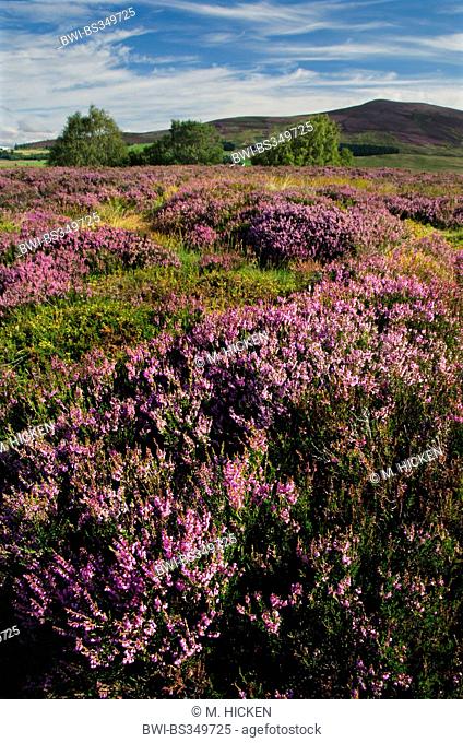 Common Heather, Ling, Heather (Calluna vulgaris), flowering heathland, United Kingdom, Scotland, Cairngorms National Park, Cromdale Hills