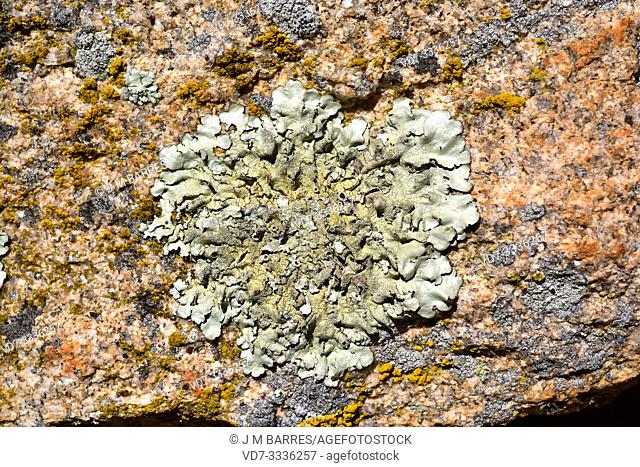 Parmelia caperata or Flavoparmelia caperata is a foliose lichen with soralia and occasionally abrown apothecia. This photo was taken in Arribes del Duero...