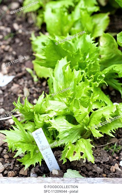 Young iceberg lettuce plants in the salad bed