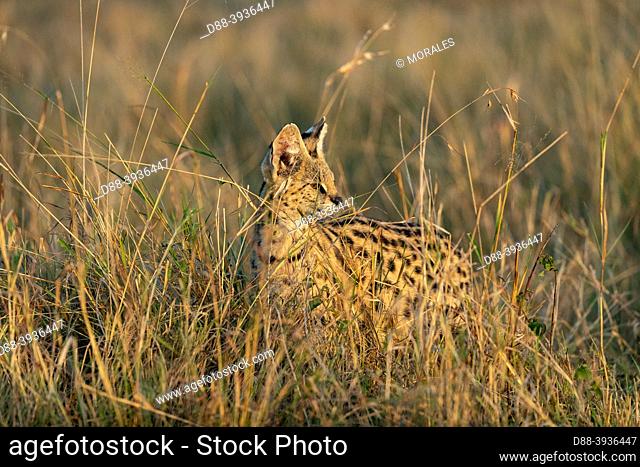 East Africa, Kenya, Masai Mara National Reserve, National Park, Female Serval (Leptailurus serval) in the savannah,