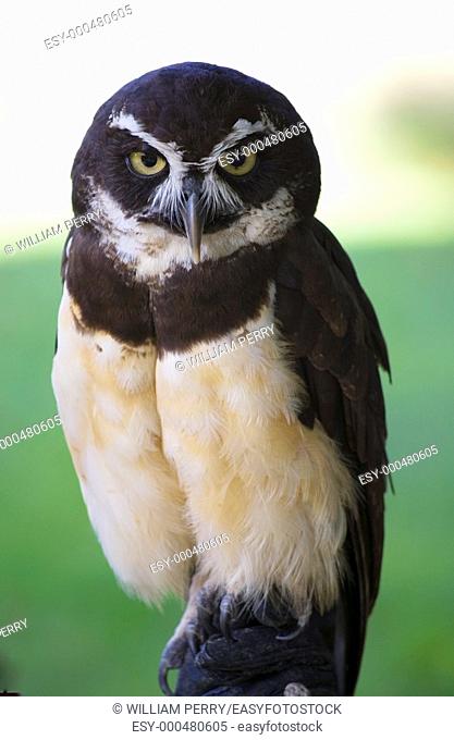 Spectacled Owl, Close Up, Looking at Crowd