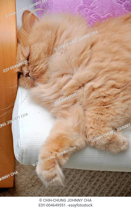Macro sleeping persian cat