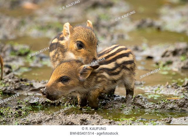 wild boar, pig, wild boar (Sus scrofa), two shoats standing together in mud, Germany, North Rhine-Westphalia, Sauerland