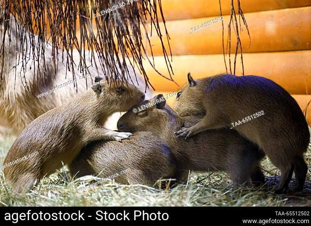 RUSSIA, ST PETERSBURG - DECEMBER 6, 2023: Capybara pups are seen at the Leningrad Zoo. On September 25, 2023, a capybara couple, Yermak and Kaisa