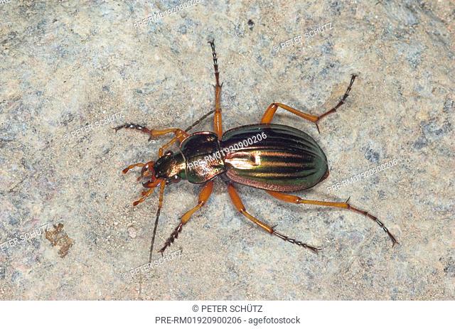 Golden ground beetle, Carabus auratus, Germany, Europe