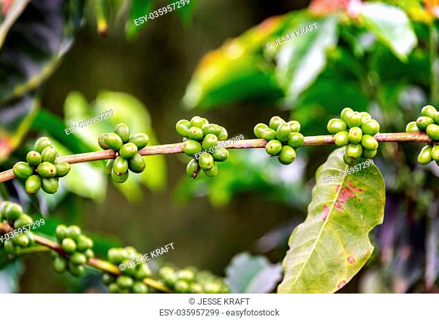 Closeup view of a branch on a coffee plant with coffee fruit growing on it near Manizales, Colombia