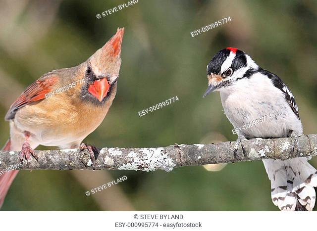 Pair of Birds on a Branch