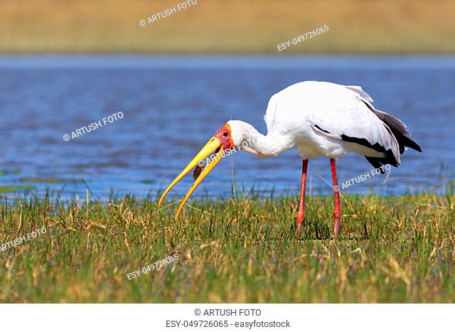 big bird Yellow-billed stork (Mycteria ibis) catch small fish in beak, Moremi game reserve Botswana, Africa wildlife