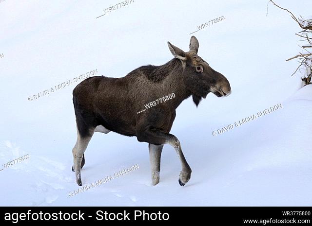 Moose (Alces alces) in snow