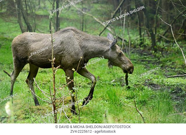 Eurasian elk (Alces alces) in a forest in early summer