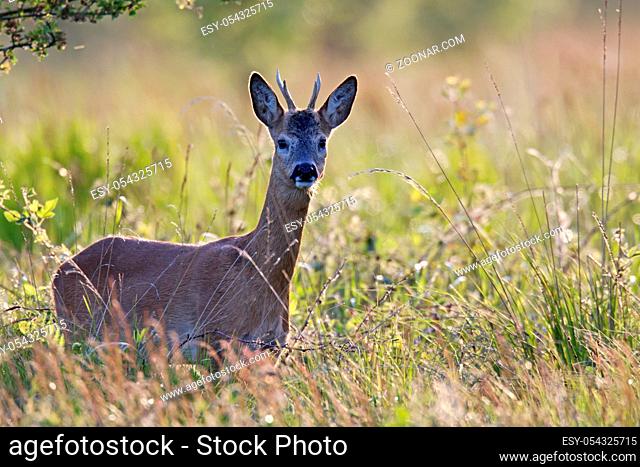 Rehe nehmen taeglich 2 - 4 kg Gruennahrung auf - (Rehwild - Foto Rehbock Jaehrling im Fruehling) / European Roe Deers eat 2 to 4 kg of green food daily -...