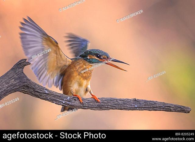 Common kingfisher (Alcedo atthis) female, spreading wings to defend territory, sunrise, March sun, Middle Elbe Biosphere Reserve, Saxony-Anhalt, Germany, Europe