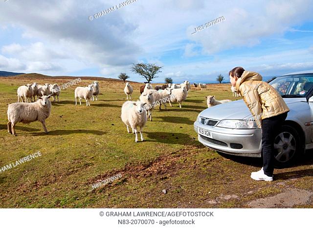 A teenage girl befriends sheep near Hay Bluff, Hay-on-Wye, Wales, UK