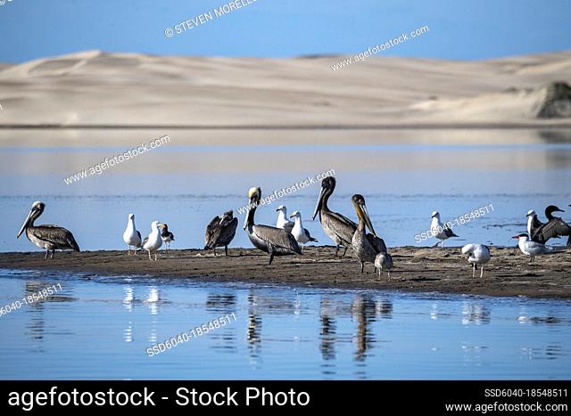 Cormorants birds on sand bar in Magdalena Bay