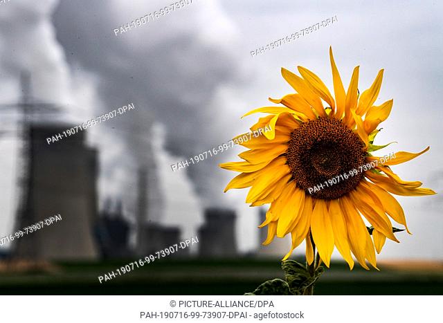 16 July 2019, North Rhine-Westphalia, Rommerskirchen: A sunflower blooms in front of the Neurath lignite-fired power station
