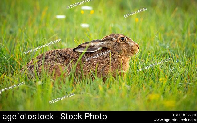 Afraid brown hare, lepus europaeus, hiding on green meadow with ears pulled down in spring nature. Wild mammal lying inactively in grass to prevent being seen...