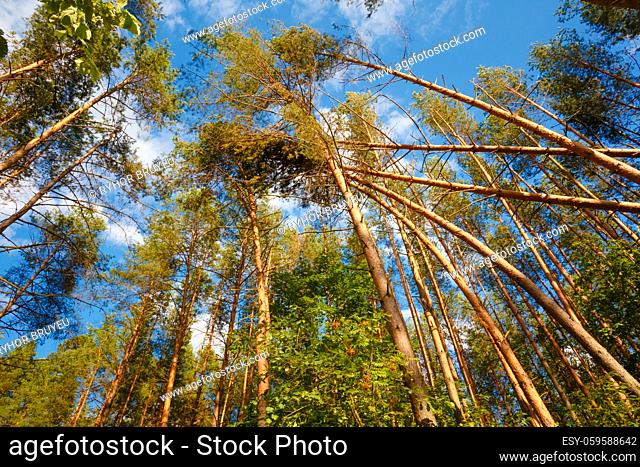Windfall In Forest. Storm Damage. Fallen Trees In Coniferous Forest After Strong Hurricane Wind In Russia