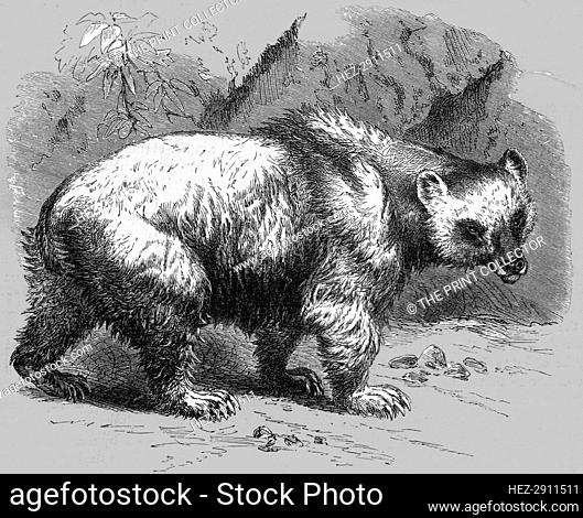 'The Brown Bear; Notes of a Naturalist in the North-Western Provinces of India', 1875. Creator: Charles Horne