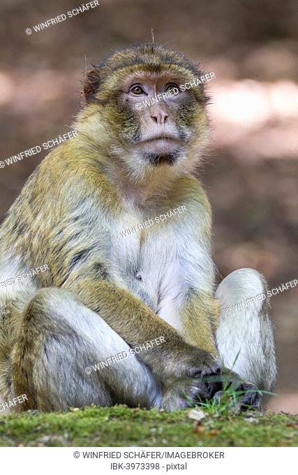 Barbary Macaque (Macaca sylvanus), adult, native to Morocco, captive, Rhineland-Palatinate, Germany