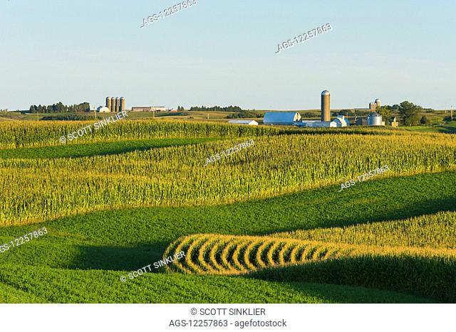 Alfalfa fields and corn fields that are terraced among dairy farms; Iowa, United States of America